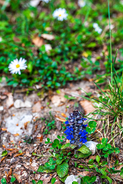 Ajuga flora nel parco naturale