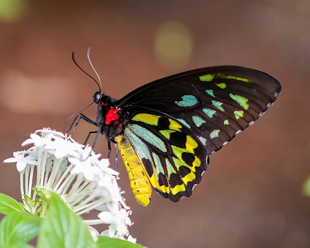 Queen Alexandra's Birdwing butterfly