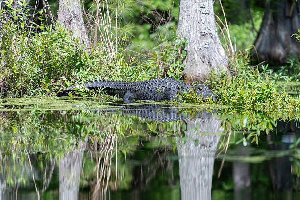istock American Alligator Hiding in Cypress Swamp 2213415718