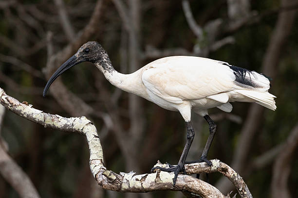Australian White Ibis (Threskiornis molucca), Narooma, NSW, February 2024