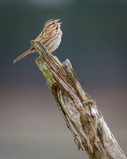 istock Song Sparrow bird singing on old tree branch 2213417848