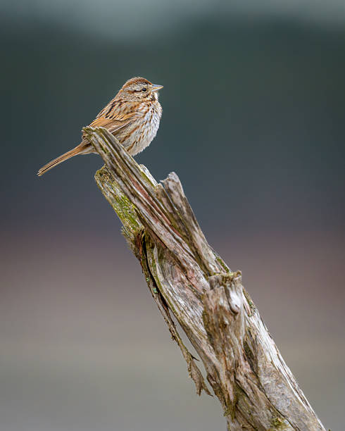 istock Song Sparrow bird perched on old tree branch 2213417849
