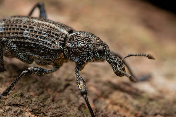 istock Botany Bay Weevil (Chrysolopus spectabilis), Narooma, NSW, January 2025 2213418079