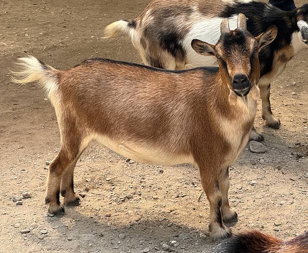 istock Domestic goat in Sarasota, Florida 2213421643