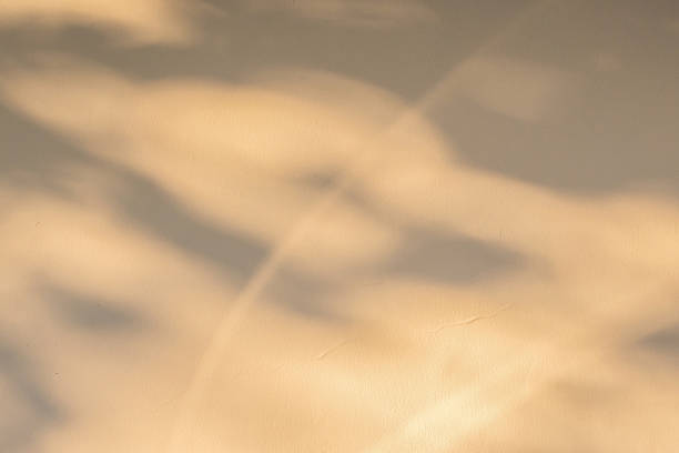 istock Abstract natural tree branch leaves shadow on beige wall background 2213421944