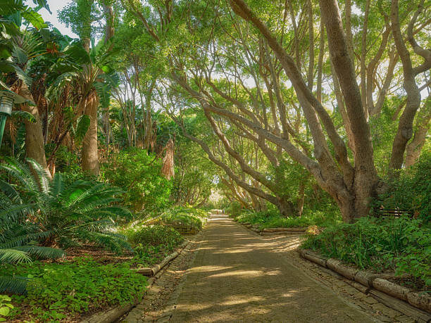 A scenic tree-lined path flanked by green foliage and vibrant plants, basking in natural sunlight filtering through the canopy. The peaceful outdoor atmosphere is ideal for nature enthusiasts to explore.