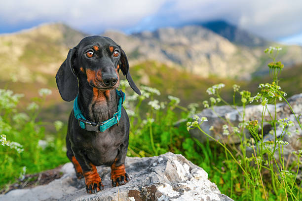 istock Dachshund enjoying scenic mountain view in springtime 2213422356
