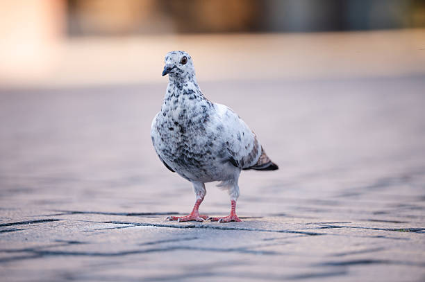 A white and grey speckled pigeon walks across a stone pavement, captured in profile with a shallow depth of field. The soft background and natural lighting emphasize the bird's delicate plumage and gentle movement in an urban setting.