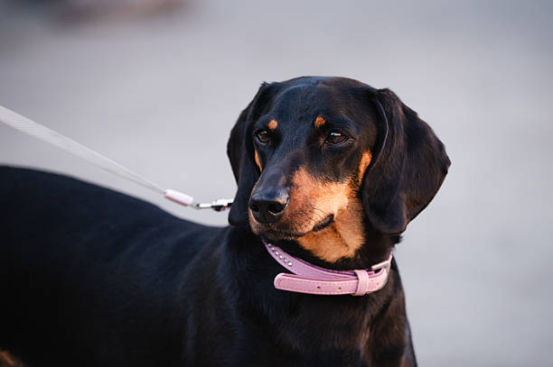 Close-up of a black and tan dachshund standing on a leash, wearing a pink collar. The dog looks off to the side with a calm, attentive expression against a neutral, softly blurred background. The overall mood is gentle and domestic.