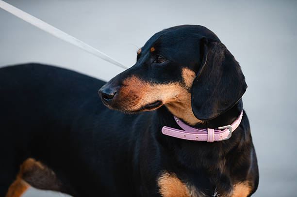 Close-up of a black and tan dachshund standing on a leash, wearing a pink collar. The dog looks off to the side with a calm, attentive expression against a neutral, softly blurred background. The overall mood is gentle and domestic.