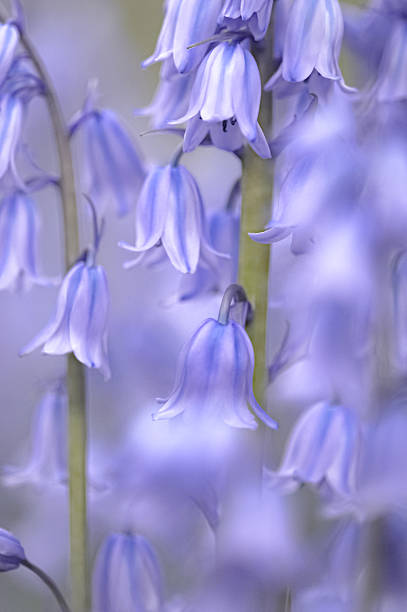 Hyacinthoides non-scripta. Bluebell plant / flowers in bloom.