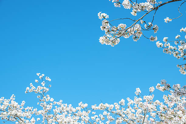 Spring banner with copy space. Branch of blooming white flowers of cherry plum tree in early spring. Amazing natural floral spring banner or greeting card, postcard, poster.
