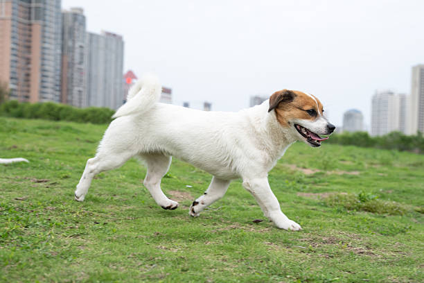A playful happy jack russell terrier dog playing in the grass