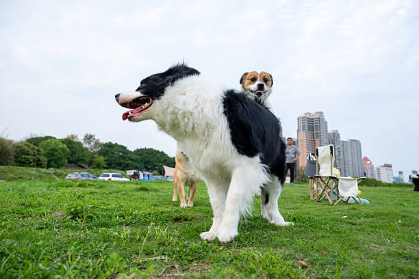 Dogs playing and fighting in the park