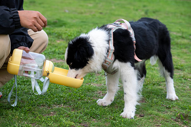 cachorro brincando e bebendo água no parque - cachorro bebendo água zdjęcia i obrazy z banku zdjęć