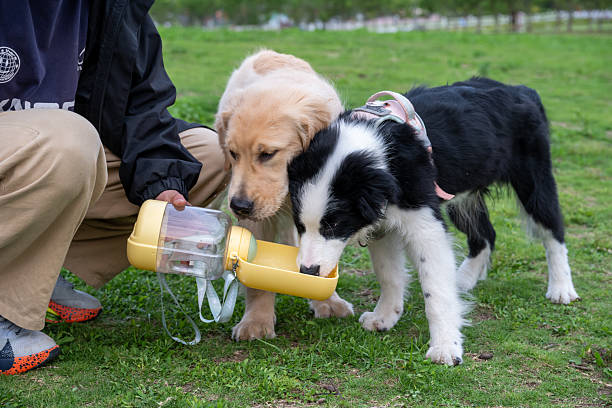 Dog playing and drinking water in the park