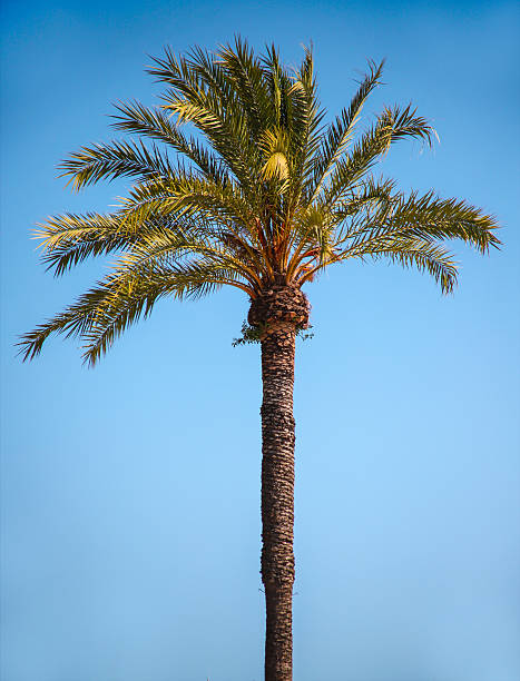 istock Beautiful palm tree top on sky background 2213428330