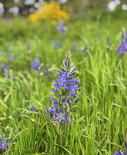 istock Camas and yellow broom 2213428913