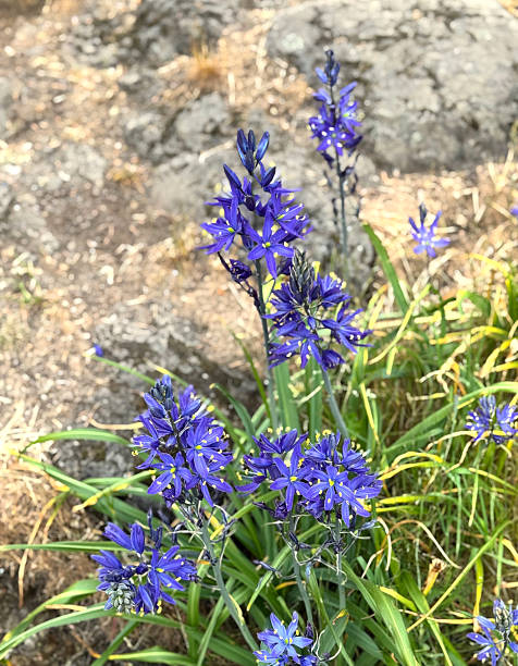 istock Camas flowers 2213428927