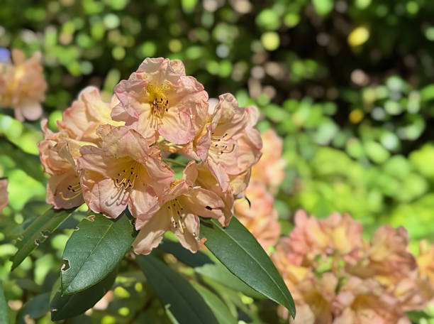 istock Creamy yellow rhododendron flowers 2213428964