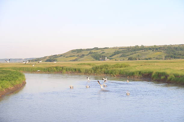 Birds and flowers at the Qu'Appelle River.