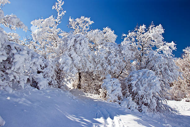 Snow Covered Rocks Trees Branches Winter Scenery Blue Sky Background. Road