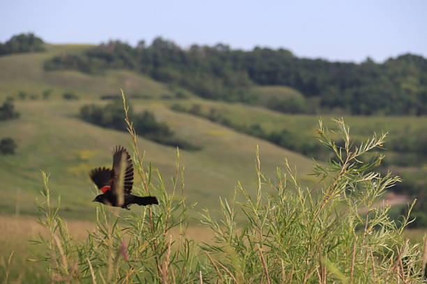 A beautiful song rings out across the Buttertubs Marsh on a rainy spring day as this Red-winged Blackbird clings to a bullrush, perhaps collecting materials for a nest