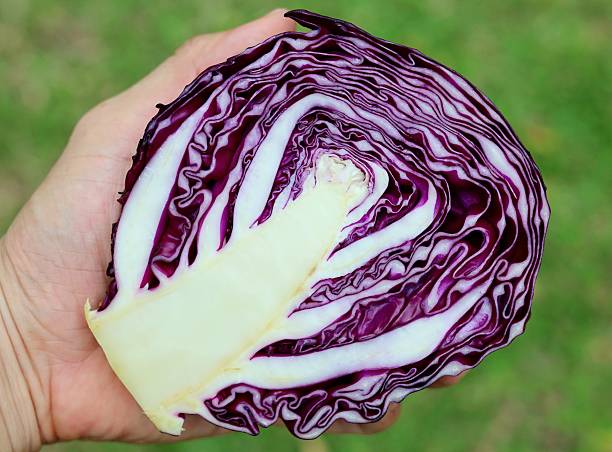Hand holding Red Cabbage - green background.