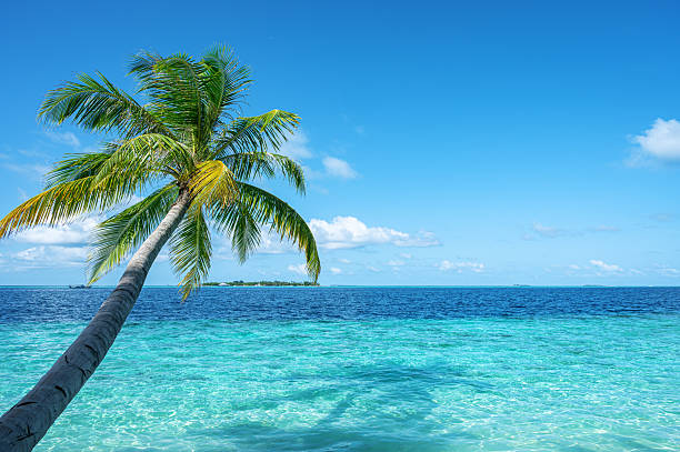istock Coconut palm tree and tropical turquoise sea with sunny blue sky copy space scene 2213434035