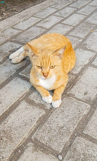 istock The cat sits on the block 2213435074