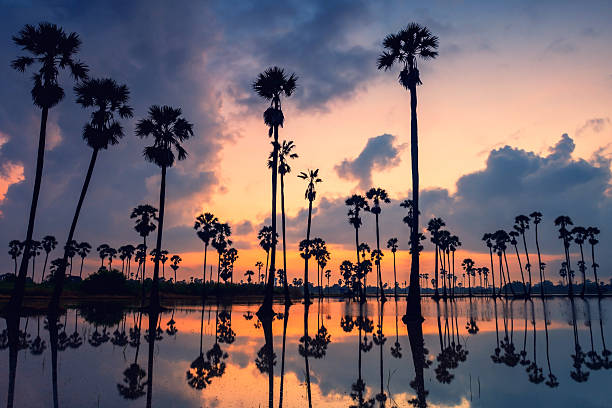 istock Silhouette sugar palm tree farm by swamp at dawn,Sam Khok,Pathum 2213435451