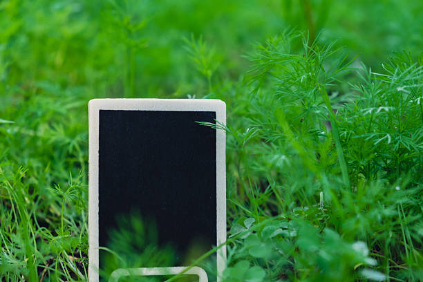 Blank Black billboard against green field garden fresh green herb dill. Empty mockup template Blackboard label at farm land. Copy space banner for your text. Agricultural landscape advertisement sample