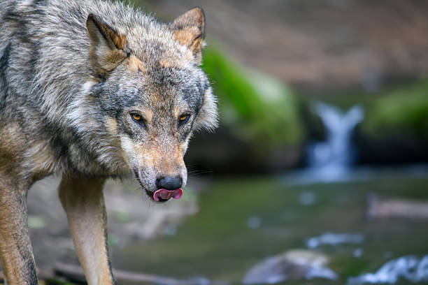 istock Gray wolf, Canis lupus, in the summer light, in the forest 2213436046
