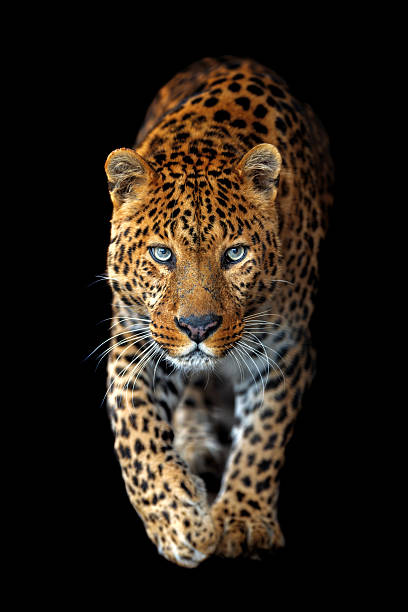 istock Beautiful big leopard isolated on black background 2213436049