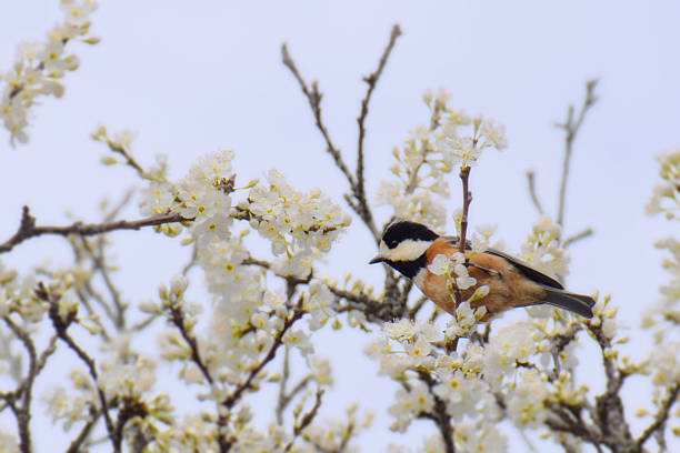 Varied Tit on a branch of a blossoming tree