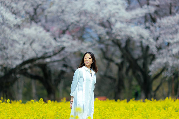 Cherry blossoms in park, Tachikawa Japan