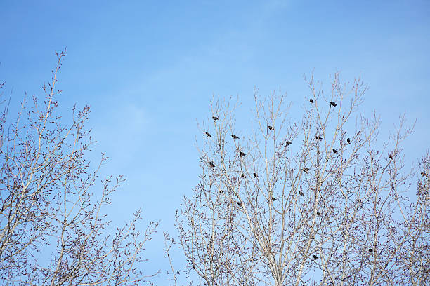 istock group of birds on the winter tree 2213440524