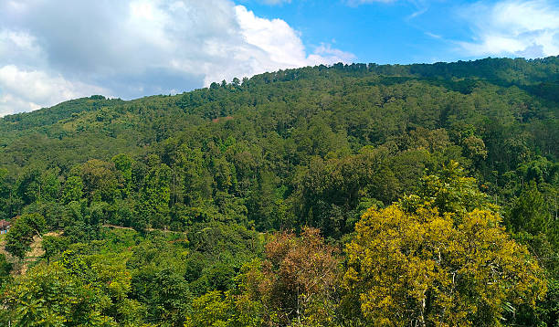natural scenery full of trees