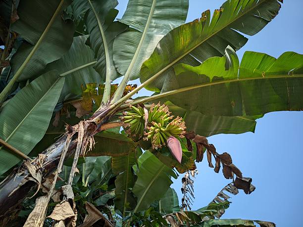 banana tree bearing fruit