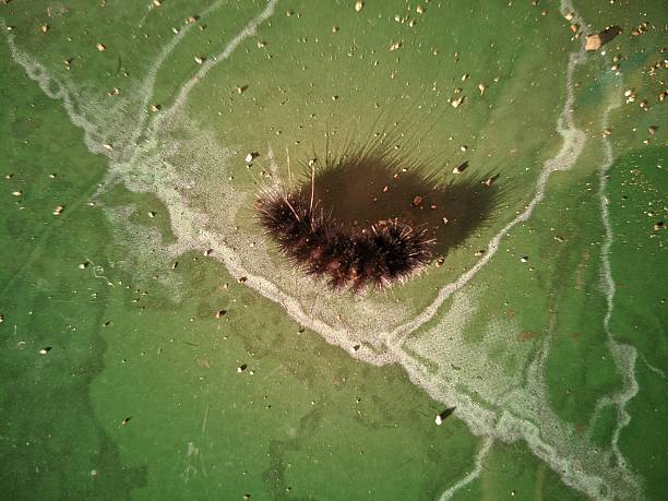 black caterpillar on the terrace