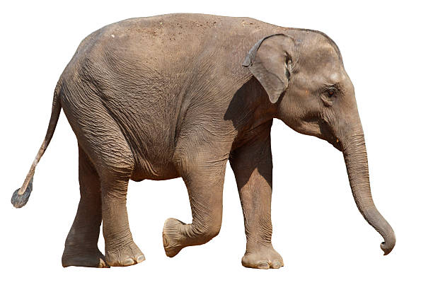 istock A large elephant is walking across a white background 2213444185