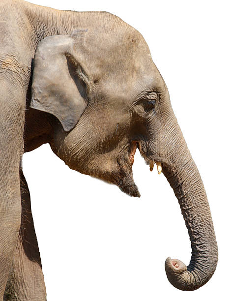 istock A large elephant with its trunk outstretched and its mouth open 2213444198