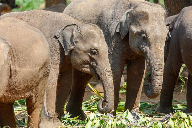 A group of elephants are eating leaves. One of the elephants has its trunk up. The elephants are all different sizes