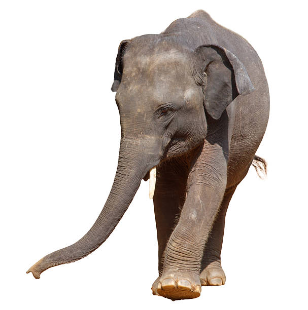 istock A large elephant is walking across a white background 2213444238