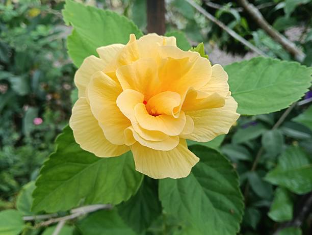istock yellow Hibiscus spp. close-up on tree 2213445462
