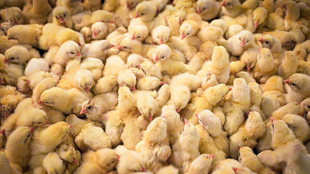 istock Dense group of yellow chicks huddled together inside poultry enclosure 2213446088