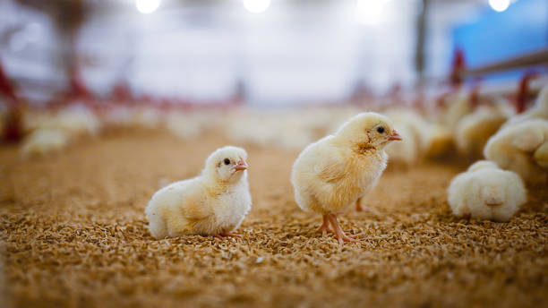 istock Two chicks standing on straw floor inside bright poultry facility enclosure 2213446120