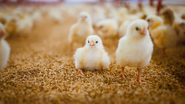 istock Chicks on straw floor facing camera in poultry enclosure with blurred background 2213446126