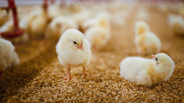 istock Two fluffy chicks interacting on straw floor inside bright poultry enclosure 2213446127