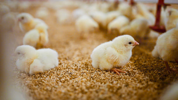 istock Fluffy chicks resting and walking on straw in soft light poultry enclosure 2213446129